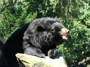 Zoo din Kaliningrad