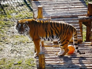 Zoo din Kaliningrad