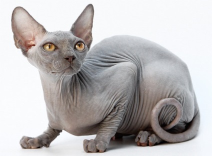 Sphynxul canadian este cea mai prietenoasa pisica