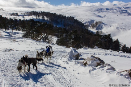 Cățeluș de câini