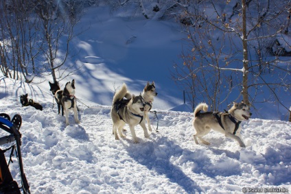 Cățeluș de câini