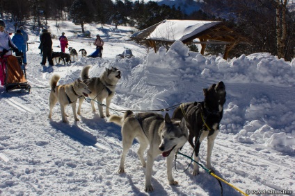 Cățeluș de câini