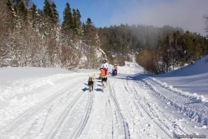 Cățeluș de câini