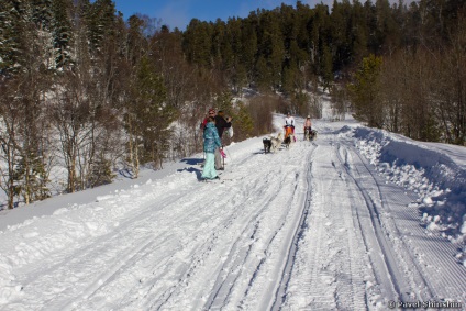 Cățeluș de câini