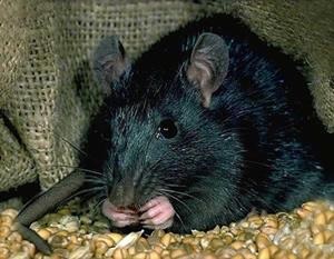 De ce are un vis de șobolan negru?