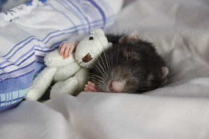 Ce înseamnă un vis de șobolan, ceea ce înseamnă să vezi un șobolan într-un vis este visul
