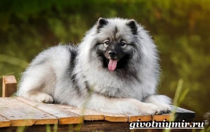 Keeshond câine