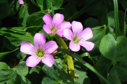 Kislitsa - ce îngrijire are nevoie o floare de oxalis la domiciliu (vedeți fotografii și videoclipuri)