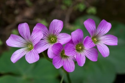 Kislitsa - ce îngrijire are nevoie o floare de oxalis la domiciliu (vedeți fotografii și videoclipuri)