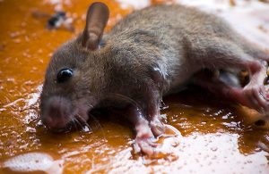 Lipici de la șoareci ce să aleagă și cum să folosești capcana