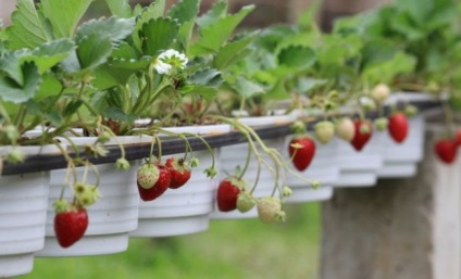 Descrierea soiului de căpșuni f1, caracteristicile în creștere, regulile de aterizare, fotografie, recenzii