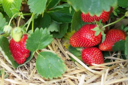 Descrierea soiului de căpșuni f1, caracteristicile în creștere, regulile de aterizare, fotografie, recenzii
