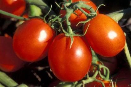 Când planta răsaduri de roșii de calendarul lunar în 2017, regulile pentru plantarea de tomate și de masă