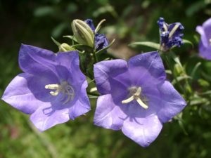 Bells Carpathian plantare și descriere fotografie de îngrijire și caracteristicile speciei, soiuri perene,