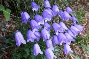 Bells Carpathian plantare și descriere fotografie de îngrijire și caracteristicile speciei, soiuri perene,