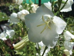 Bells Carpathian plantare și descriere fotografie de îngrijire și caracteristicile speciei, soiuri perene,