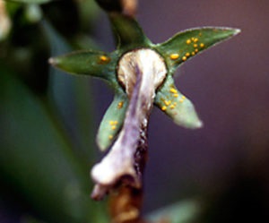 Bells Carpathian plantare și descriere fotografie de îngrijire și caracteristicile speciei, soiuri perene,