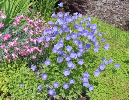 Bells Carpathian plantare și descriere fotografie de îngrijire și caracteristicile speciei, soiuri perene,