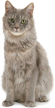 Alimente purina este o dietă veterinară pentru patologii la pisicile din pisică - cumpăra ieftin la Moscova, în ieftine