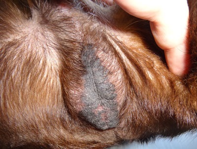 A hyperestrogenizmus bőrének manifesztációja kutyákban - zooinform-city