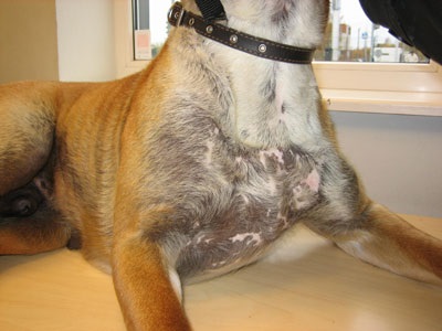A hyperestrogenizmus bőrének manifesztációja kutyákban - zooinform-city