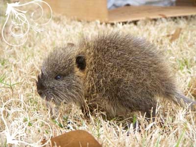 Creșterea caprinelor, rasele de capră, creșterea animalelor, fotografiile animalelor