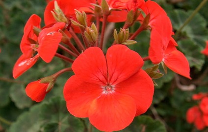 Red geranium - o floare vindecătoare și vrăjitoare cu o energie puternică