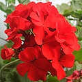 Red geranium - o floare vindecătoare și vrăjitoare cu o energie puternică