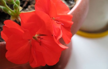Red geranium - o floare vindecătoare și vrăjitoare cu o energie puternică