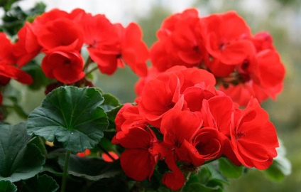 Red geranium - o floare vindecătoare și vrăjitoare cu o energie puternică