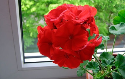 Red geranium - o floare vindecătoare și vrăjitoare cu o energie puternică