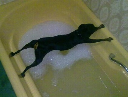 Câini de baie