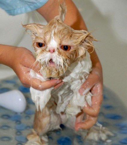 Fürdés macskák