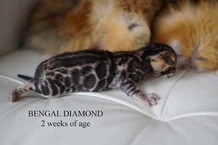 Vegyél egy Bengáli kiscicát, Bengáli kiscicákat, Bengáli macskákat kennel bengáli gyémántot -