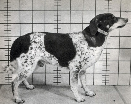 Câine de laborator al iepurelui 1979 naiman, nou