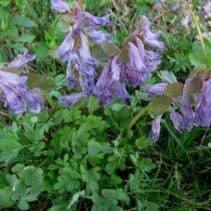 Plante de pădure în grădină, fotografie, plante o grădină