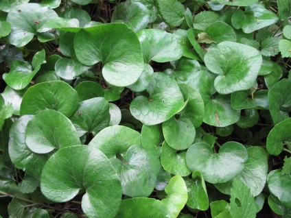 Plante de pădure în grădină, fotografie, plante o grădină