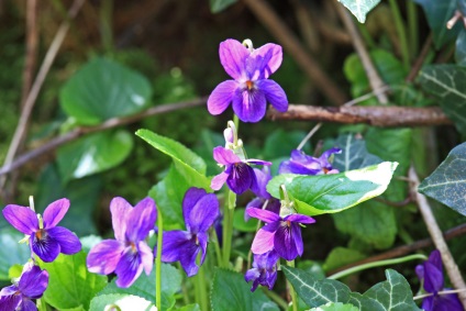 Plante de pădure în grădină, fotografie, plante o grădină