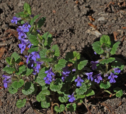 Plante de pădure în grădină, fotografie, plante o grădină