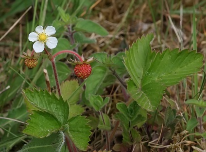 Plante de pădure în grădină, fotografie, plante o grădină