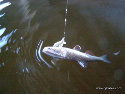 Catching chub, blogul mihasi, rețeaua socială de pescari și vânători