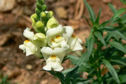 Snapdragon plantare, îngrijire și reproducere