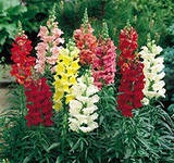 Snapdragon, consultanță floristică