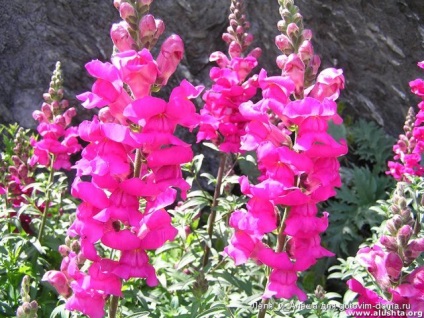 Snapdragon, consultanță floristică