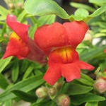 Snapdragon, virágüzlet-tanácsadás