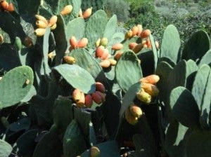 Magia cactusului și a pazei din el, sicilia pentru noi