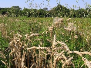 Cereale mici de grâu