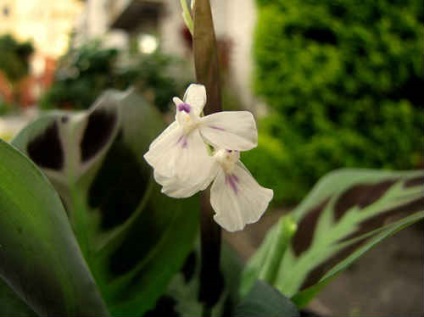 Maranta - îngrijire la domiciliu, fotografii, tipuri, boli