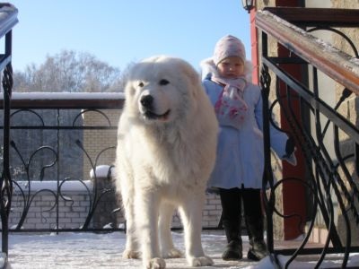 Câine ciobănesc Maremma-abrutskaya - un câine - un stil de viață