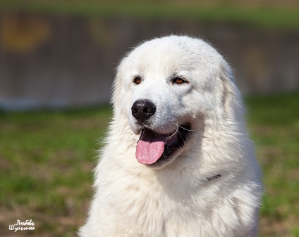 Câine ciobănesc Maremma-abrutskaya - un câine - un stil de viață